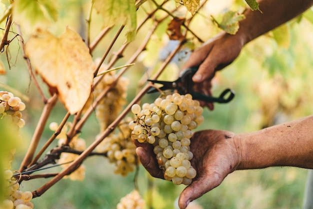 Mani tagliate di un uomo che taglia l'uva nel vigneto