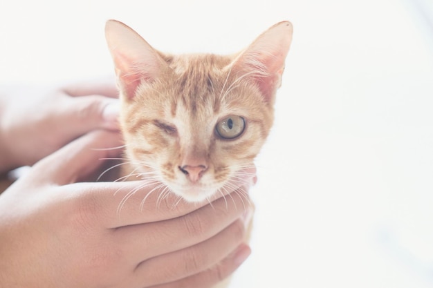 Mani tagliate di una donna che tiene un gatto con un occhio