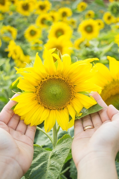 Mani tagliate di una donna che tocca i girasoli