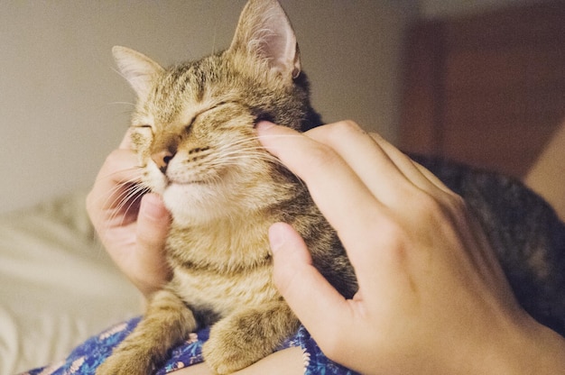 Mani tagliate di una persona che accarezza un gatto a casa