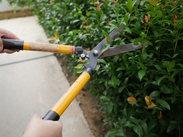 Mani tagliate di una persona che taglia piante nel cortile