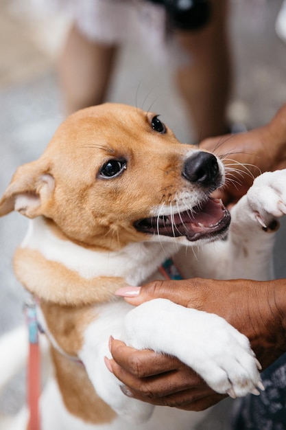 Mani tagliate di una persona che tiene un cane
