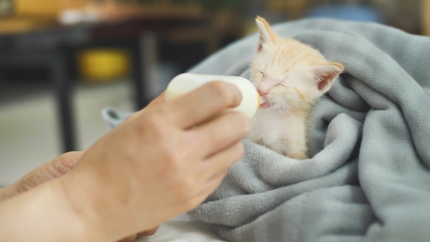 Mani umane che tengono e che alimentano gattino adorabile carino affamato