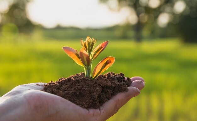 Mani umane che tengono piccola vita vegetale verde e concetto di ecologia.