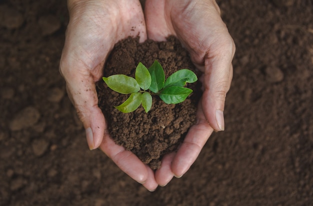 Mani umane che tengono piccolo concetto di vita di pianta verde. Concetto di ecologia