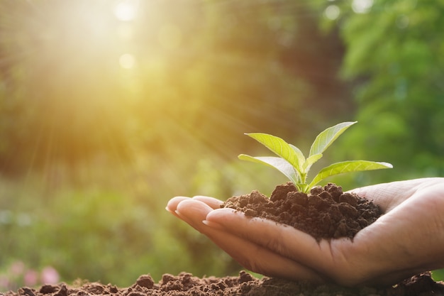 Mani umane che tengono piccolo concetto di vita di pianta verde. Concetto di ecologia