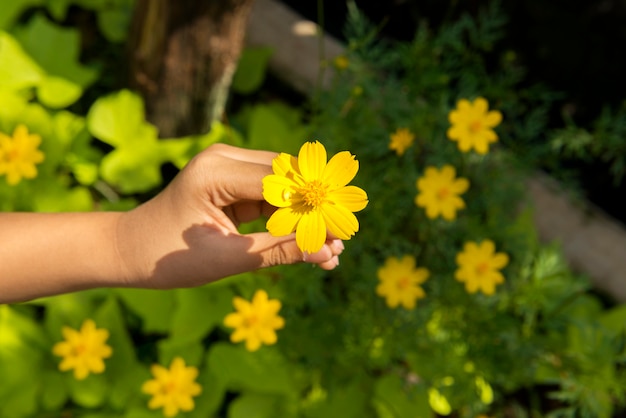 Mani umane che tengono un fiore giallo