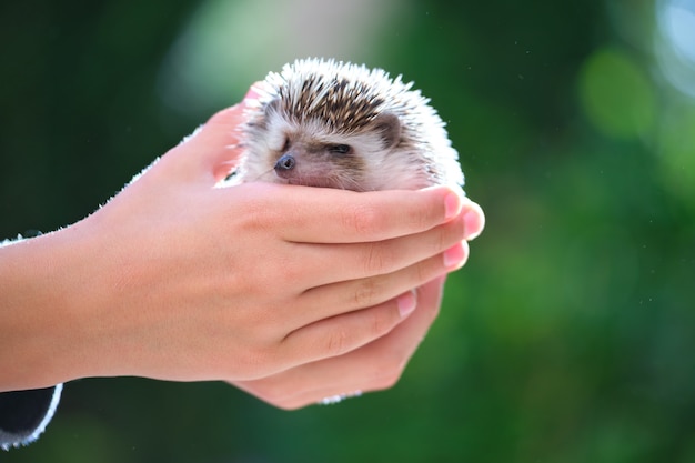 Mani umane che tengono un piccolo animale domestico di riccio africano all'aperto il giorno dell'estate. Mantenere gli animali domestici e prendersi cura del concetto di animali domestici.