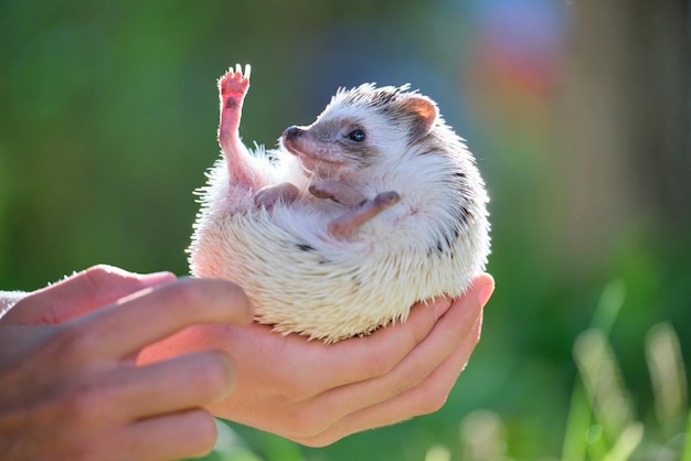 Mani umane che tengono un piccolo animale domestico di riccio africano all'aperto il giorno dell'estate. Mantenere gli animali domestici e prendersi cura del concetto di animali domestici.