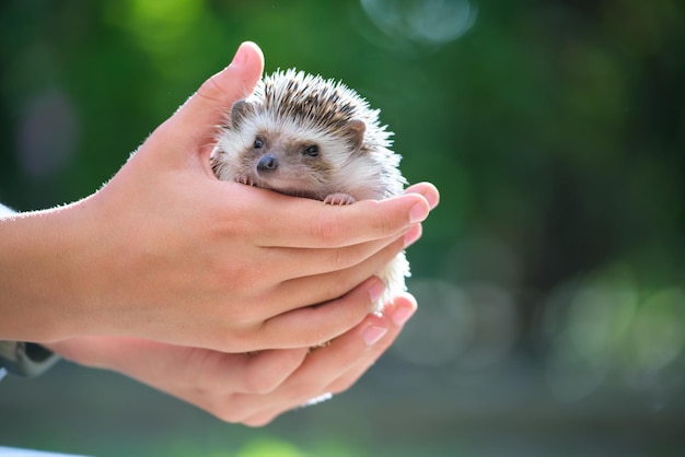 Mani umane che tengono un piccolo animale domestico riccio africano all'aperto il giorno d'estate Mantenere gli animali domestici e prendersi cura degli animali domestici