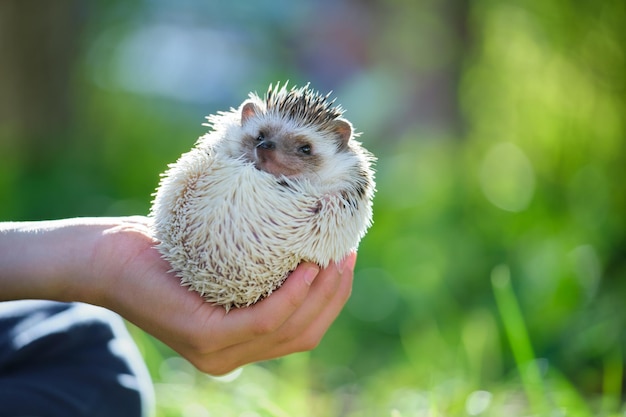 Mani umane che tengono un piccolo animale domestico riccio africano all'aperto il giorno d'estate Mantenere gli animali domestici e prendersi cura degli animali domestici