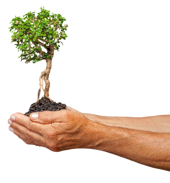 Mani umane che tengono una pianta di albero in crescita perfetta sul suolo