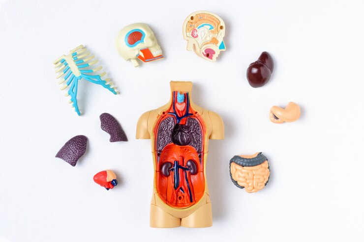 Foto manichino di plastica dell&#39;uomo con gli organi interni su una priorità bassa bianca. modello di insegnamento del corpo umano