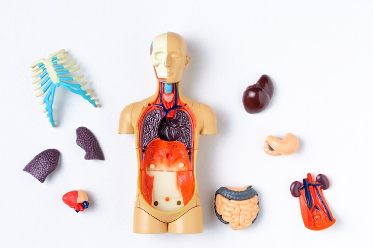 Foto manichino di plastica dell'uomo con gli organi interni su una priorità bassa bianca. modello di insegnamento del corpo umano