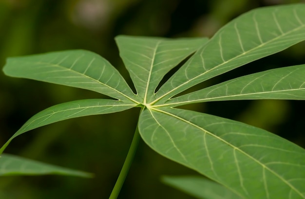 Manioca Mandioa Manioca Tapioca alberi Manihot esculenta giovani foglie verdi fuoco poco profondo