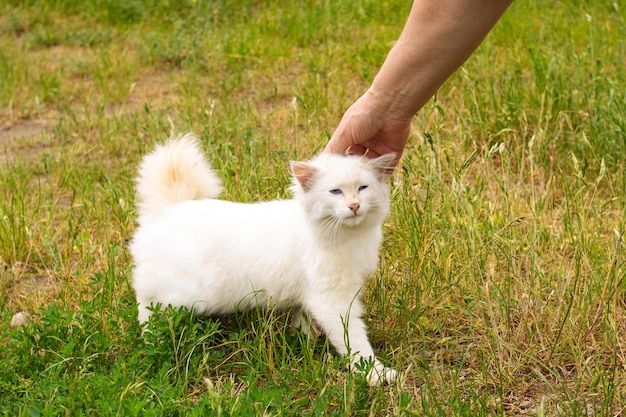 Mano che accarezza un gattino bianco sull'erba verde