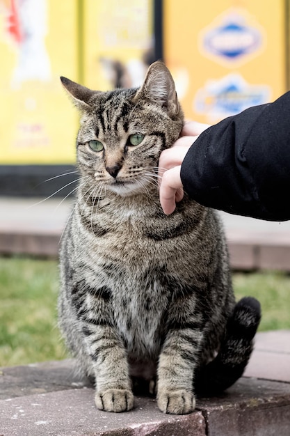 Mano che accarezza un gatto soriano grigio randagio