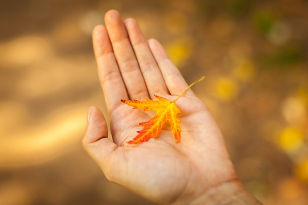 Mano che sostiene foglia di autunno rosso e giallo