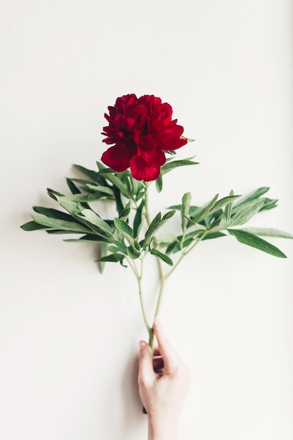 Mano che tiene bella peonia rossa su sfondo bianco rustico moderno boho floreale immagine felice festa della donna o madri matrimonio fiorista biglietto di auguri giorno di San Valentino con spazio per il testo