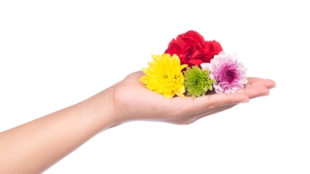 mano che tiene bouquet di fiori di crisantemo isolato su sfondo bianco.