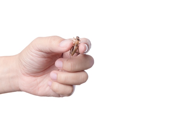 Mano che tiene cricket fritti nel grasso bollente, un insetto pieno di proteine, famoso cibo di strada tailandese