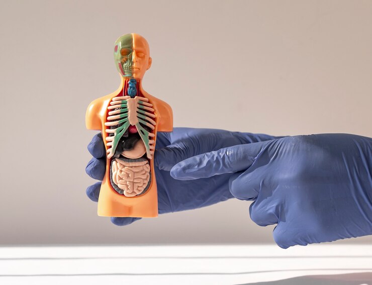 Foto mano che tiene d modello umano con sistema di anatomia del sistema di organi interni