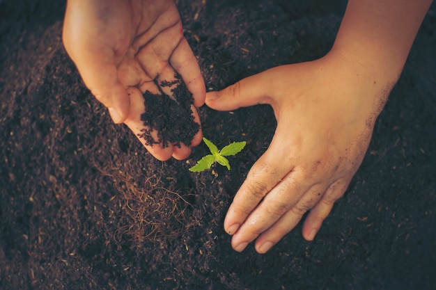 Mano che tiene delicatamente terreno fertile per le sue piante di marijuana