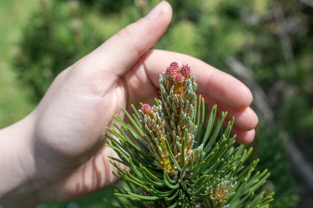 Mano che tiene fiori primaverili colorati