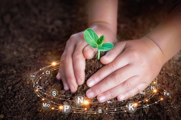 Mano che tiene giovane albero per piantare con icone tecnologiche sui minerali nel terreno