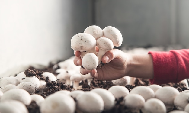 Mano che tiene i funghi champignon in fattoria.