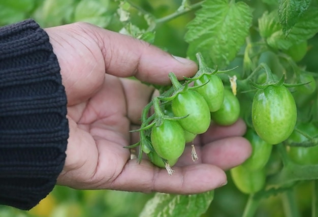 Mano che tiene i pomodori verdi nell'orto