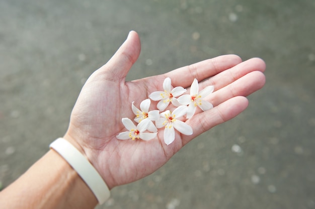 Mano che tiene il bellissimo fiore di tung bianco nella stagione dei fiori di tung