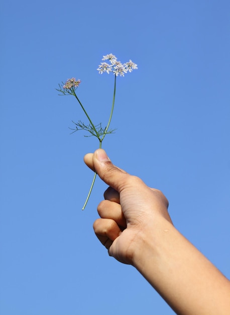 Mano che tiene il fiore di coriandolo contro il cielo blu