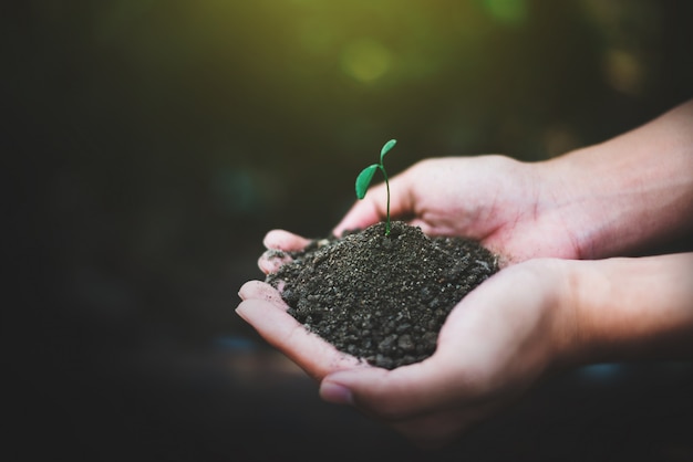 Mano che tiene il germoglio per la crescita della natura, la natura e il concetto di cura