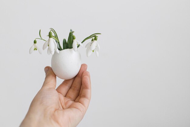 Mano che tiene il guscio d'uovo con bucaneve in fiore su sfondo bianco