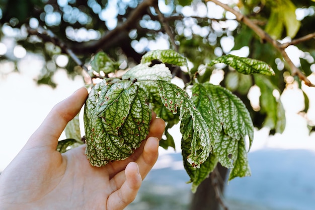 mano che tiene il ramo di un albero da frutto di prugne con foglie malate, crosta, afide dei parassiti degli insetti