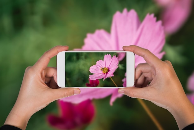 Mano che tiene il telefono cellulare e scatta una foto api che mangiano polline sui fiori dell'universo che sbocciano in giardino Fiori colorati dell'universo nella mattina di primavera Fiori dell'universo alla fattoria Alba mattina Copia spazio