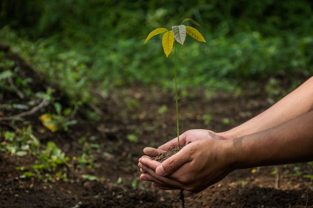 Mano che tiene l'albero del seme per piantare nel terreno.