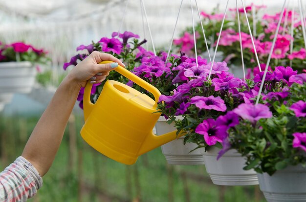 Mano che tiene l'annaffiatoio e annaffia la surfinia viola in serra