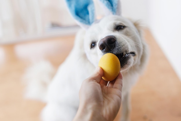 Mano che tiene l'uovo di pasqua e il simpatico cane nelle orecchie del coniglietto naso primo piano Buona Pasqua