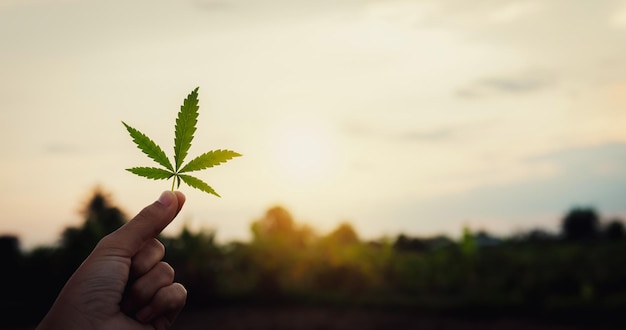 Mano che tiene la foglia di cannabis sullo sfondo del tramonto