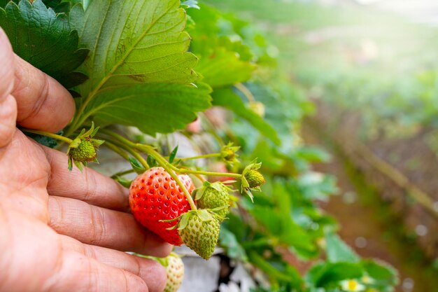 Mano che tiene la fragola cruda in un'azienda agricola di fragole