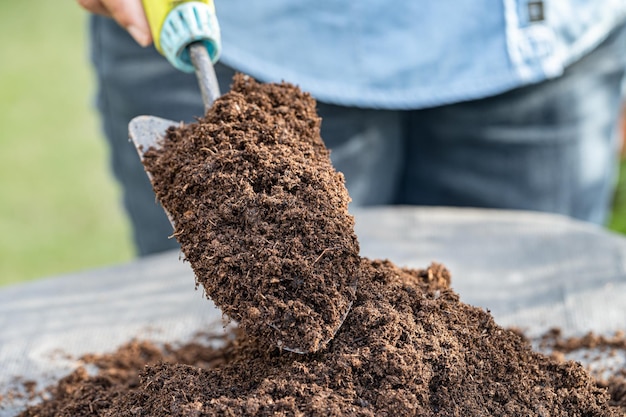 Mano che tiene la materia organica del muschio di torba migliora il suolo per l'agricoltura concetto di ecologia della coltivazione di piante organiche