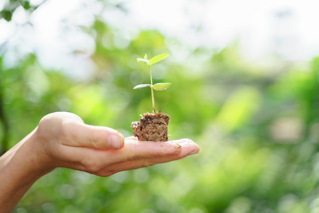 Mano che tiene la pianta dell'albero