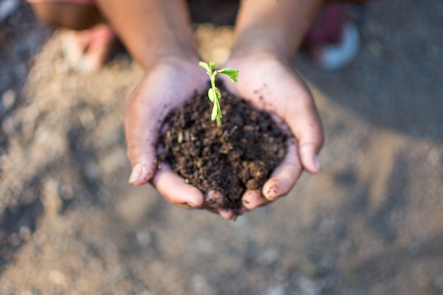 mano che tiene la pianta e salva il mondo e la Giornata mondiale dell&#39;ambiente