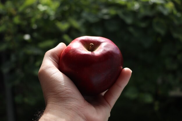 Mano che tiene mela rossa con sfondo verde sfocato natura