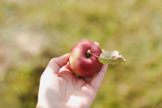 Mano che tiene mela rossa matura fresca Frutta senza spruzzatura chimica Giorno d'autunno Giardino rurale