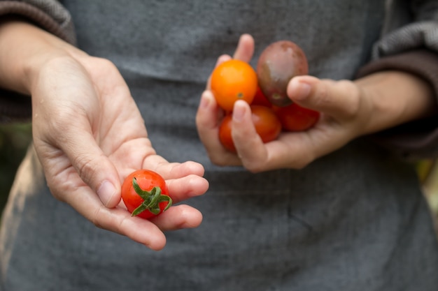 Mano che tiene pomodoro fresco.