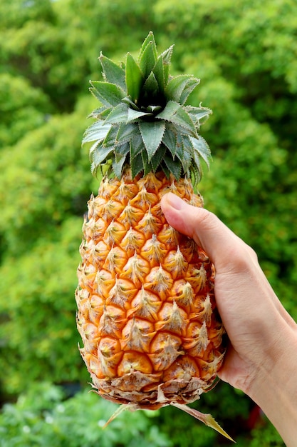 Mano che tiene un ananas fresco e maturo con fogliame verde sfocato sullo sfondo