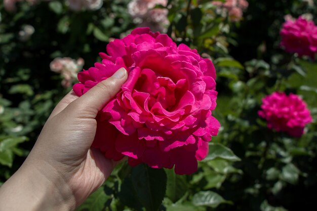 Mano che tiene un colorato fiore rosa